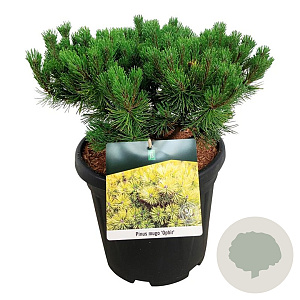 Pinus mugo 'Ophir' 40-50 cm 15L
