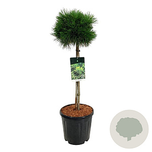 Pinus mugo 'Varella' 60 cm stam 15L