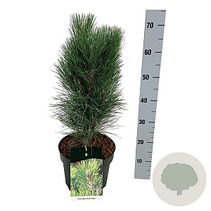 Pinus nigra 'Green Tower' 40-50 cm P26