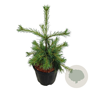 Pinus strobus 'Niagara Falls' 50-60 cm 15L