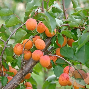 Prunus ar. 'Orangered' 12-14 HA draadkluit 3 X verplant