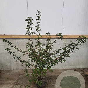 Acer campestre 100-125 cm met kluit