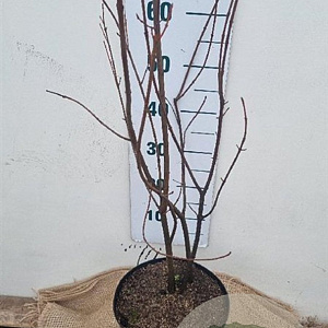 Acer rubrum 80-100 cm 7,5L