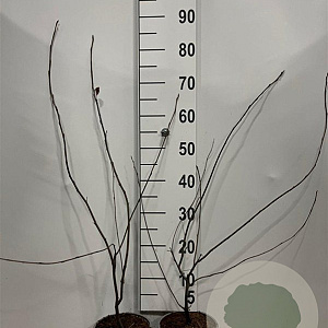 Amelanchier lamarckii 60-80 cm 2,0L