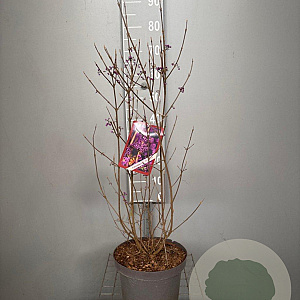 Callicarpa bod. 'Profusion' 80-100 cm 7,5L