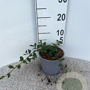 Cotoneaster dammeri 15-20 cm 2,0L