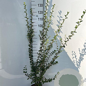 Cotoneaster simonsii 150-175 cm 5,0L
