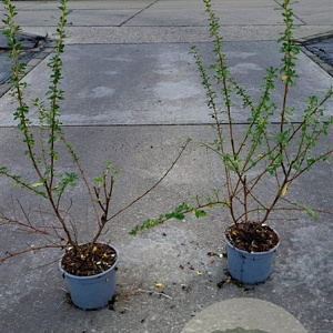 Escallonia 'Donard Seedling' 30-40 cm C1.3