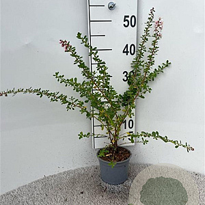 Escallonia 'Donard Seedling' 30-40 cm C1.3