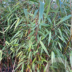 Fargesia scabrida 'Asian Wonder' 60-80 cm 5,0L