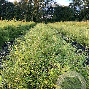 Fargesia scabrida 'Asian Wonder' 60-80 cm 5,0L