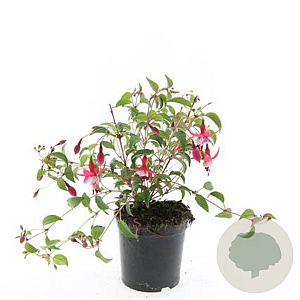 Fuchsia 'Madame Cornelissen' GM C1.3