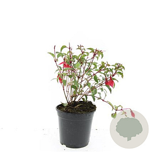 Fuchsia 'Madame Cornelissen' GM C1.3