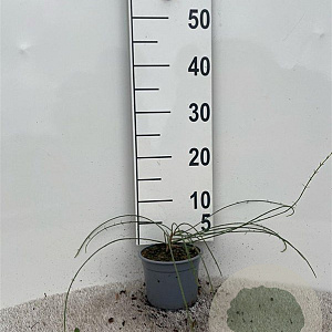 Genista lydia 20-25 cm C1.3