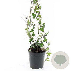 Hedera helix GM C1.3