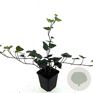 Hedera hibernica GM P9