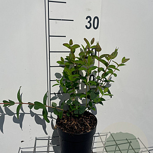 Hypericum 'Hidcote' GM C1.3