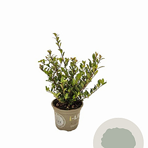 Ilex crenata Dark Green 10-15 cm P9 struik
