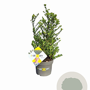 Ilex crenata Dark Green 30-40 cm 3,0L struik potgekweekt