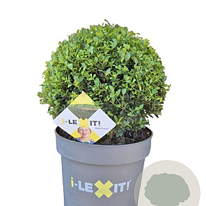 Ilex crenata Dark Green 35 cm 10L bol potgekweekt