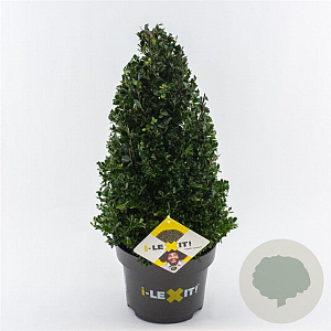 Ilex crenata Dark Green 40-50 cm 5,0L kegel versgepot