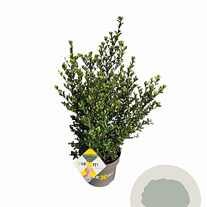 Ilex crenata Dark Green 40-60 cm 5,0L struik