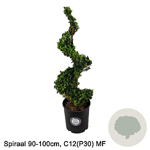 Ilex crenata Dark Green 90-100 cm 12L spiraal
