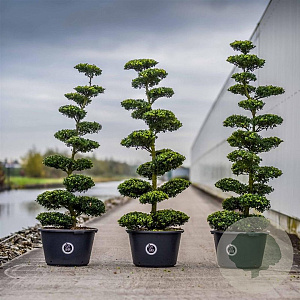 Ilex crenata Dark Green 175-200 cm cont. 80L bonsai
