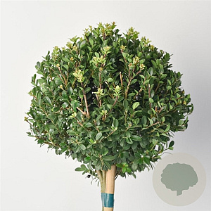 Ilex crenata Dark Green 50 cm stam 12L bol potgekweekt