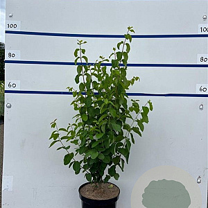 Lonicera xylosteum 100-125 cm 7,5L solitair