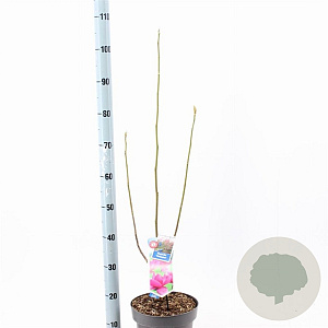 Magnolia 'Cleopatra' 60-80 cm 5,0L