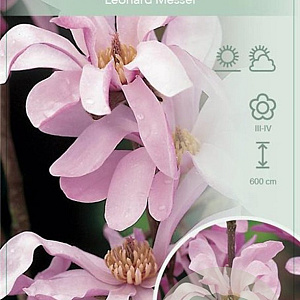 Magnolia loebneri 'Leonard Messel' 100-125 cm 15L