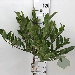 Magnolia stellata 50 cm stam 7,5L