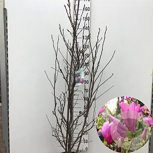 Magnolia 'Susan' 175-200 cm 15L