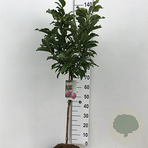 Magnolia 'Susan' 60 cm stam 7,5L