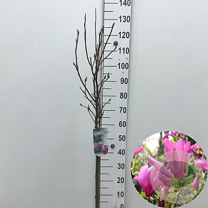 Magnolia 'Susan' 70 cm stam 7,5L