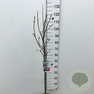 Magnolia 'Susan' 70 cm stam 7,5L