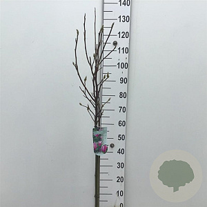 Magnolia 'Susan' 70 cm stam 7,5L