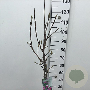 Magnolia 'Susan' 70 cm stam 7,5L
