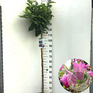 Magnolia 'Susan' 120 cm stam 10L