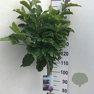 Magnolia 'Susan' 120 cm stam 10L