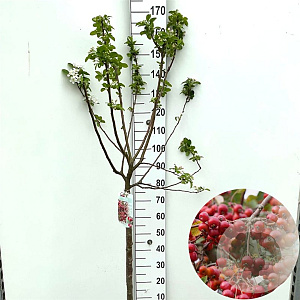 Malus 'Red Sentinel' 90 cm stam 10L