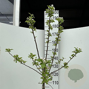 Malus 'Red Sentinel' 120 cm stam 10L