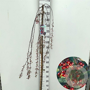 Malus 'Royal Beauty' 150 cm stam 10L