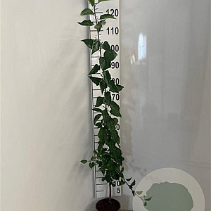 Malus sylvestris 100-125 cm 2,0L