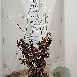 Parrotia persica 'Bella' 125-150 cm 20L najaarspotting