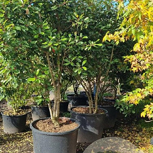 Photinia fraseri 'Red Robin' 300-350 cm cont. 350L solitair
