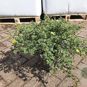 Potentilla f. 'Elizabeth' 30-40 cm 10L