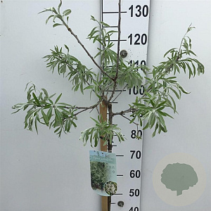 Pyrus salicifolia 'Pendula' 90 cm stam 7,5L