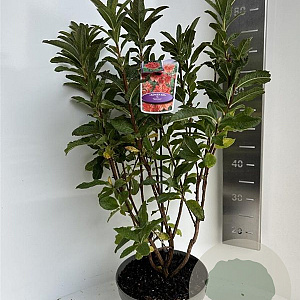 Rhododendron (AK) 'Satan' 40-50 cm 5,0L
